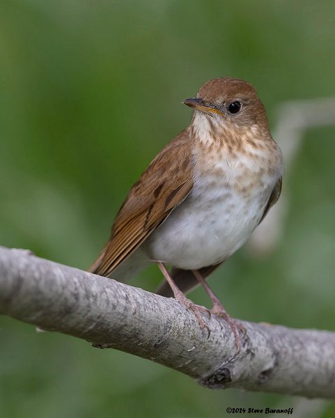 _B248607 veery.jpg